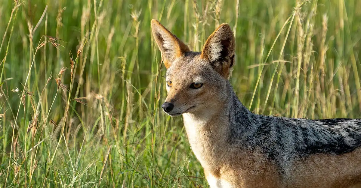Dlaczego psy są tak czujne i uważne? Odpowiedź w środku!