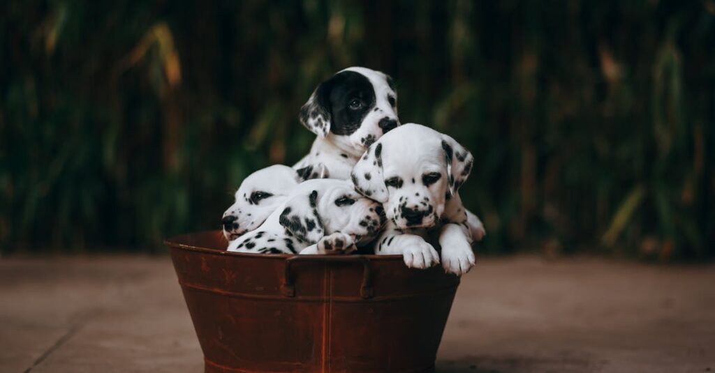 Dlaczego szczeniak sika w domu? Sprawdź rozwiązania!
