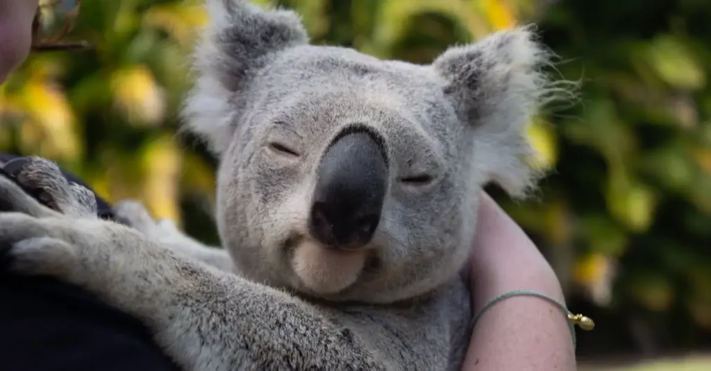 Jakie unikalne zwierzęta występują tylko w Australii?