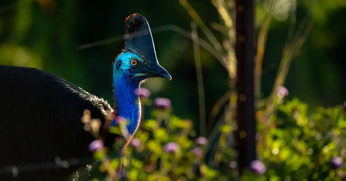 Jakie unikalne zwierzęta występują tylko w Australii?