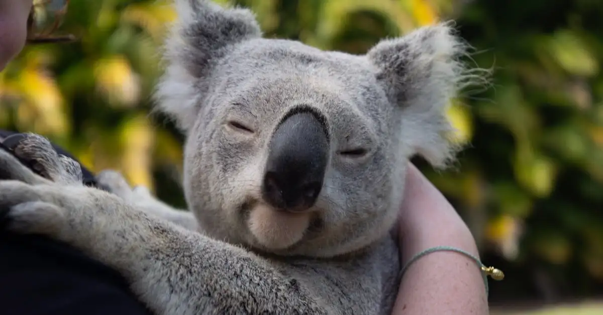 Jakie unikalne zwierzęta występują tylko w Australii?