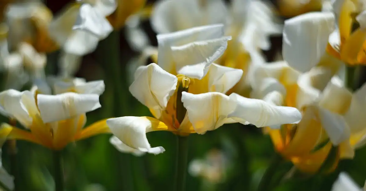 Skąd pochodzą tulipany? Historia ich niezwykłego pochodzenia