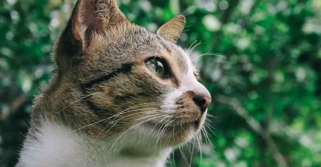Co oznacza mruczenie kota? Odkryj tajemnice!