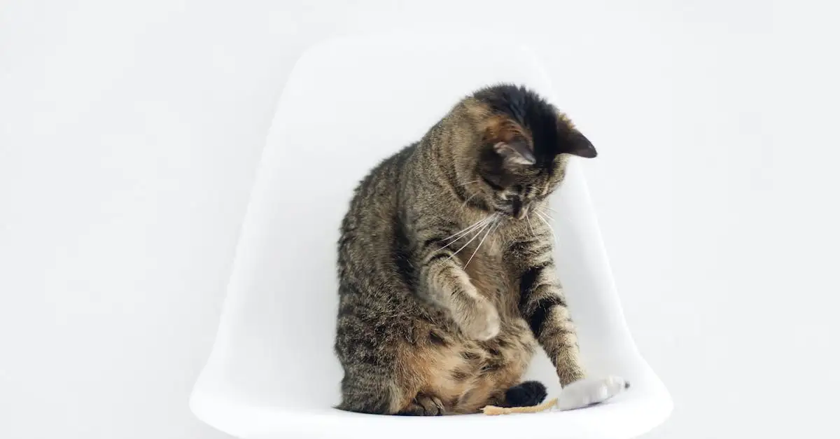 Co oznacza mruczenie kota? Odkryj tajemnice!