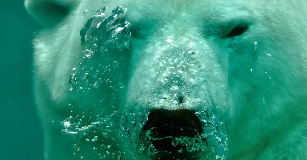 Jak niedźwiedzie polarne doskonale pływają? Odkryj tajemnice!
