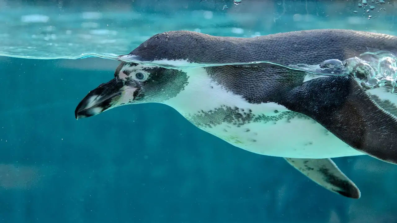 Jak niedźwiedzie polarne doskonale pływają? Odkryj tajemnice!