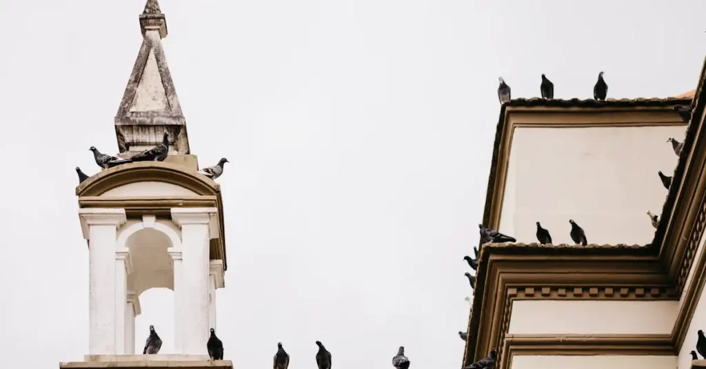 Jakie ptaki najlepiej przystosowały się do życia w mieście?