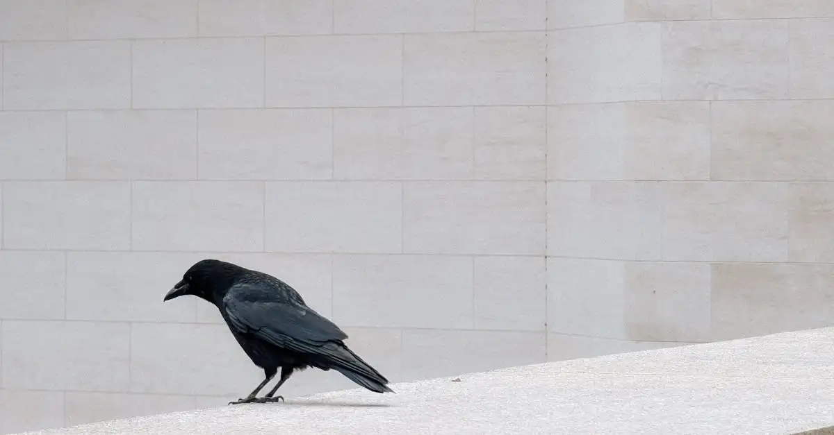 Jakie ptaki najlepiej przystosowały się do życia w mieście?