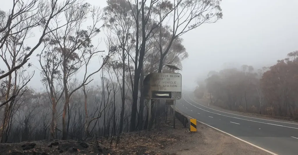 Co wywołało pożary lasów w Australii w latach 2019-2020?