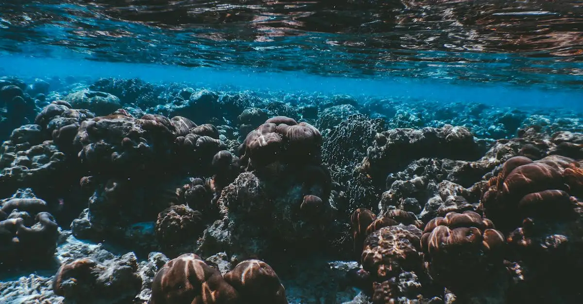 Dlaczego warto wybrać snorkeling w Ningaloo Reef?