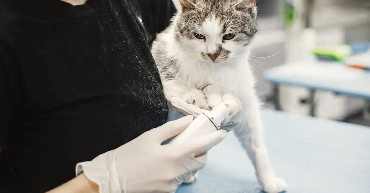 Jak ważna jest kontrola weterynaryjna dla kota?