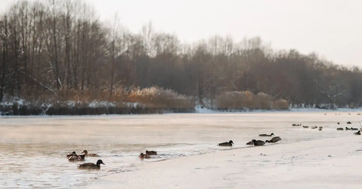 Jak zmiany sezonowe wpływają na ptaki? Sprawdź!
