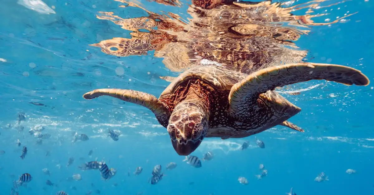 Co oznacza historia kosmicznego żółwia? Dowiedz się!