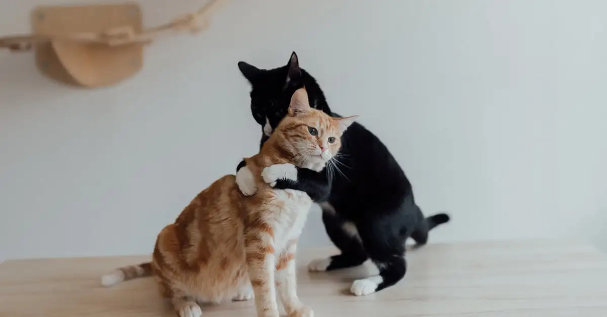 Dlaczego koty to idealni towarzysze dla każdego?