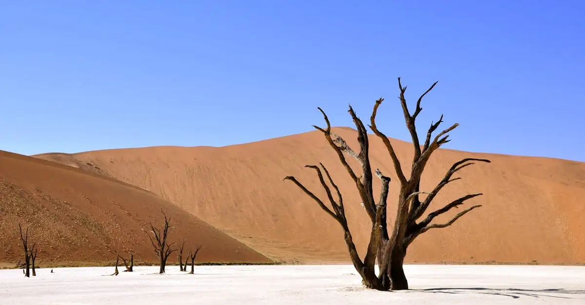 Gdzie leży pustynia Namib i Park Narodowy Namib-Naukluft?