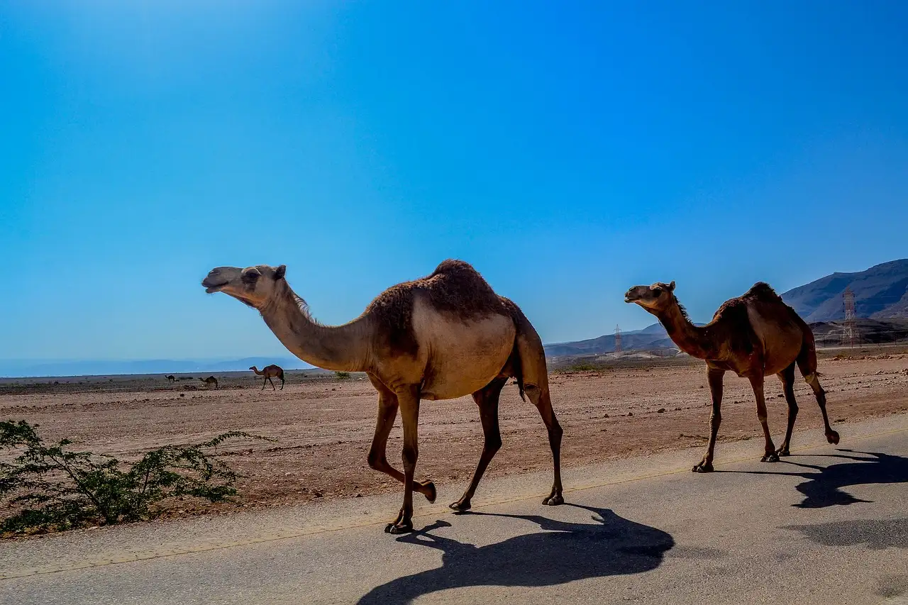 Jaka jest największa rzeka na Półwyspie Arabskim?