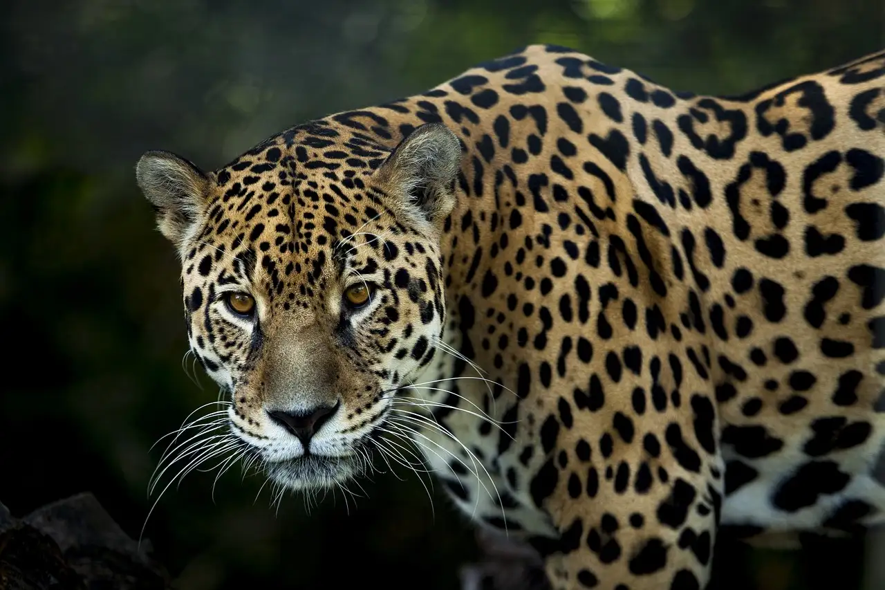 Jaką opowieść kryje jaguar i księżyc w legendach?