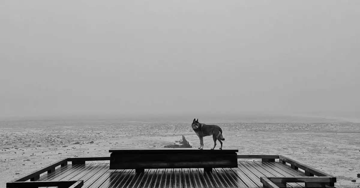 Jaką rolę odgrywał wilk w duchowości różnych kultur?