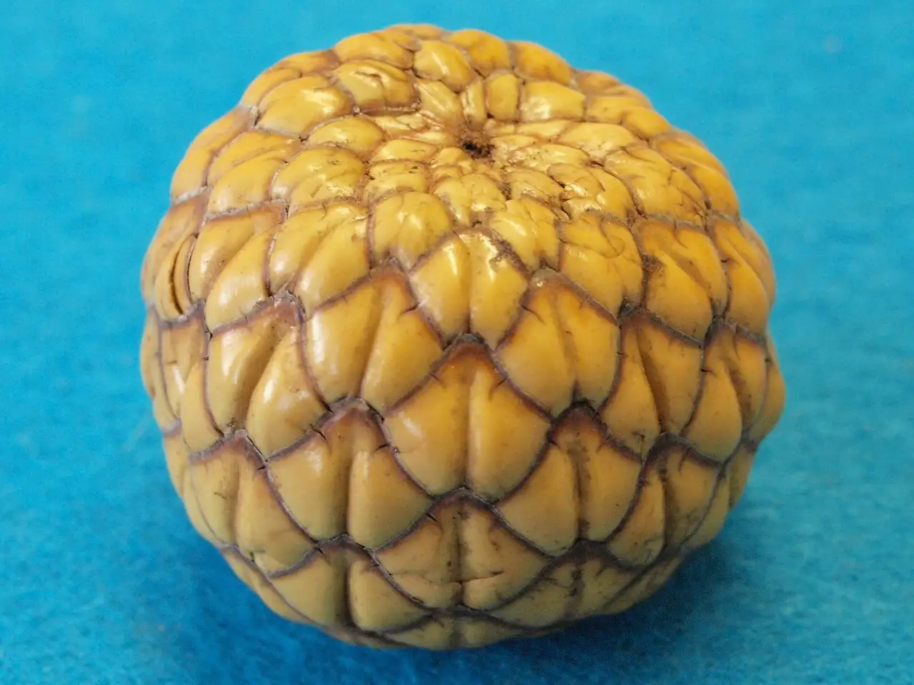 Jakie są trzy najlepsze specjały kulinarne Vanuatu?