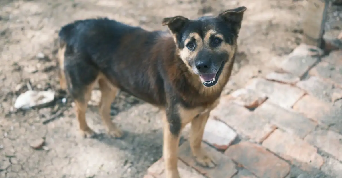 Co oznacza, gdy pies macha ogonem? Wyjaśniamy!