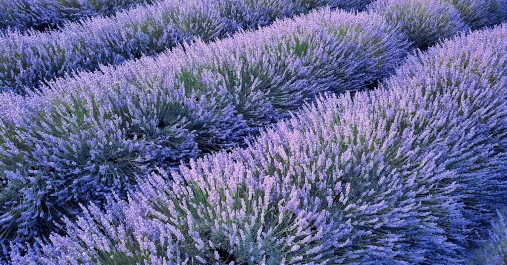 Co to jest Park Regionalny Luberon z lawendowymi polami?