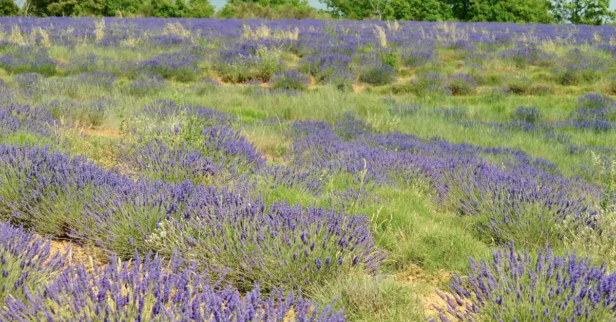 Co to jest Park Regionalny Luberon z lawendowymi polami?
