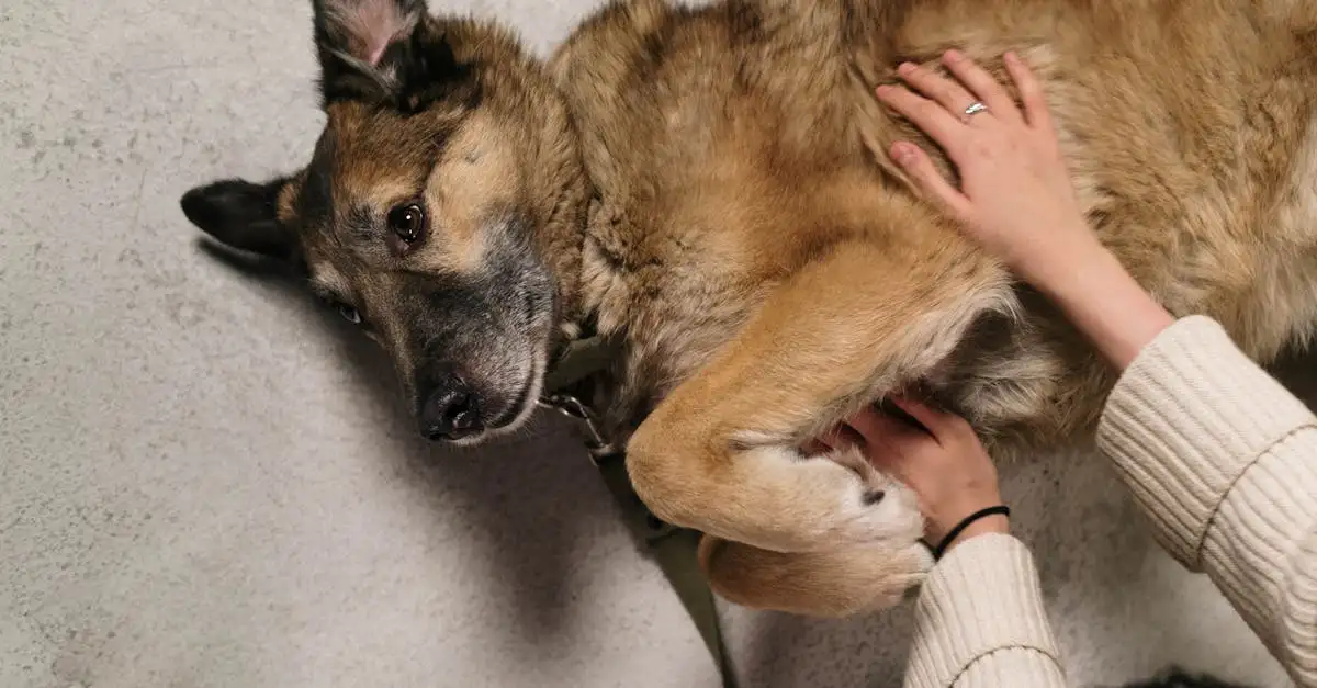 Dlaczego owczarki niemieckie to idealne psy ochronne?