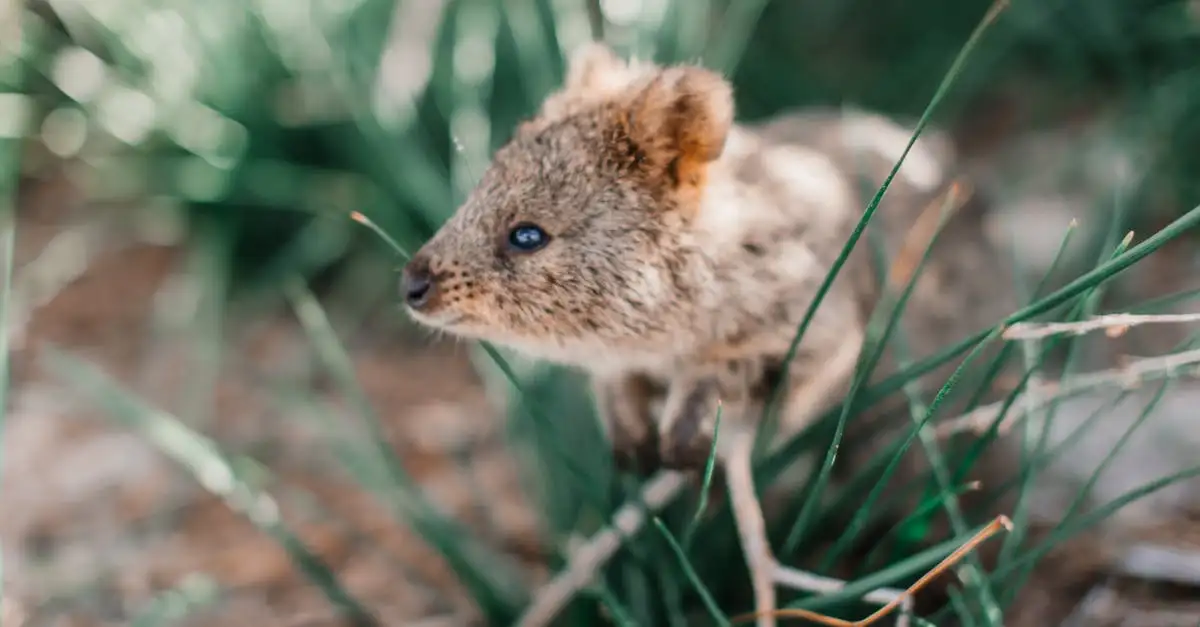 Dlaczego quokki są symbolem wyspy Rottnest?