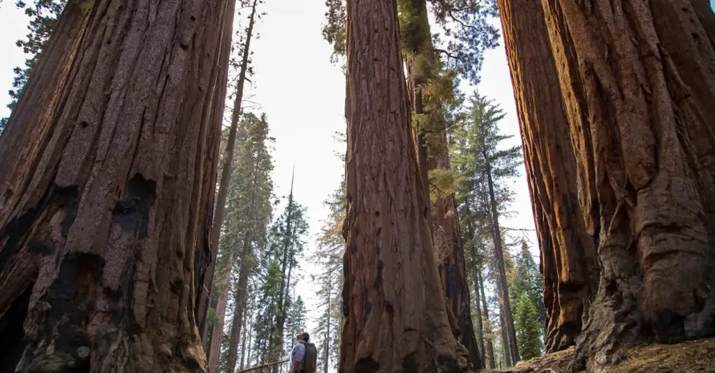 Gdzie w USA znajdują się słynne lasy sekwojowe?