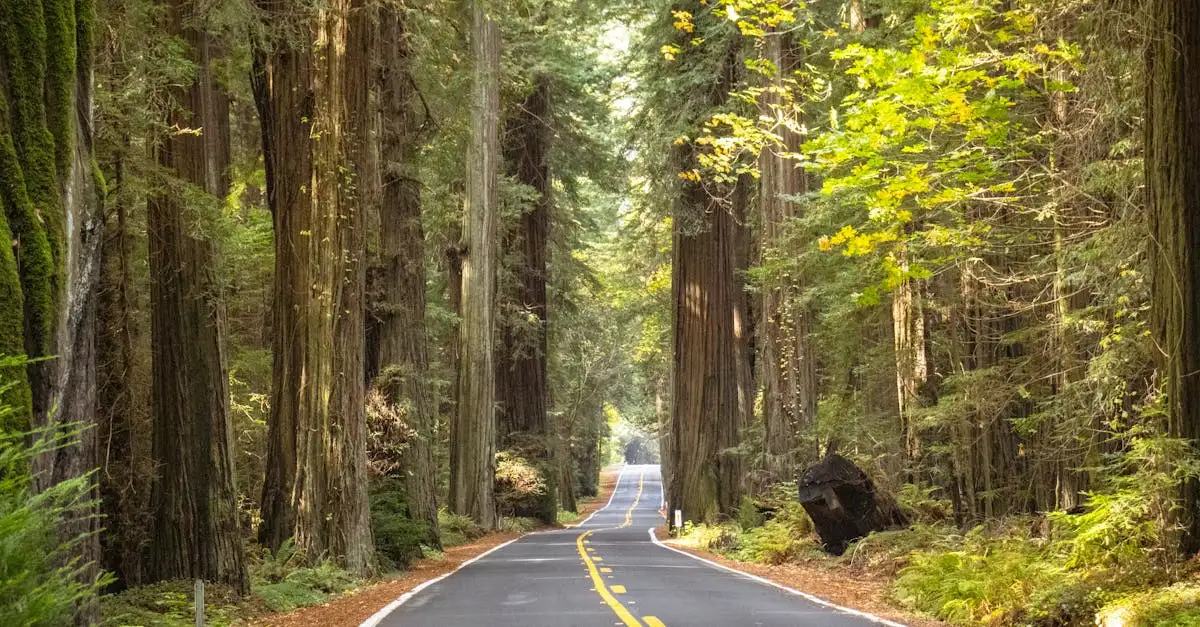 Gdzie w USA znajdują się słynne lasy sekwojowe?