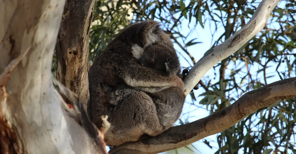 Jak koala zachowują się w swoim naturalnym siedlisku?