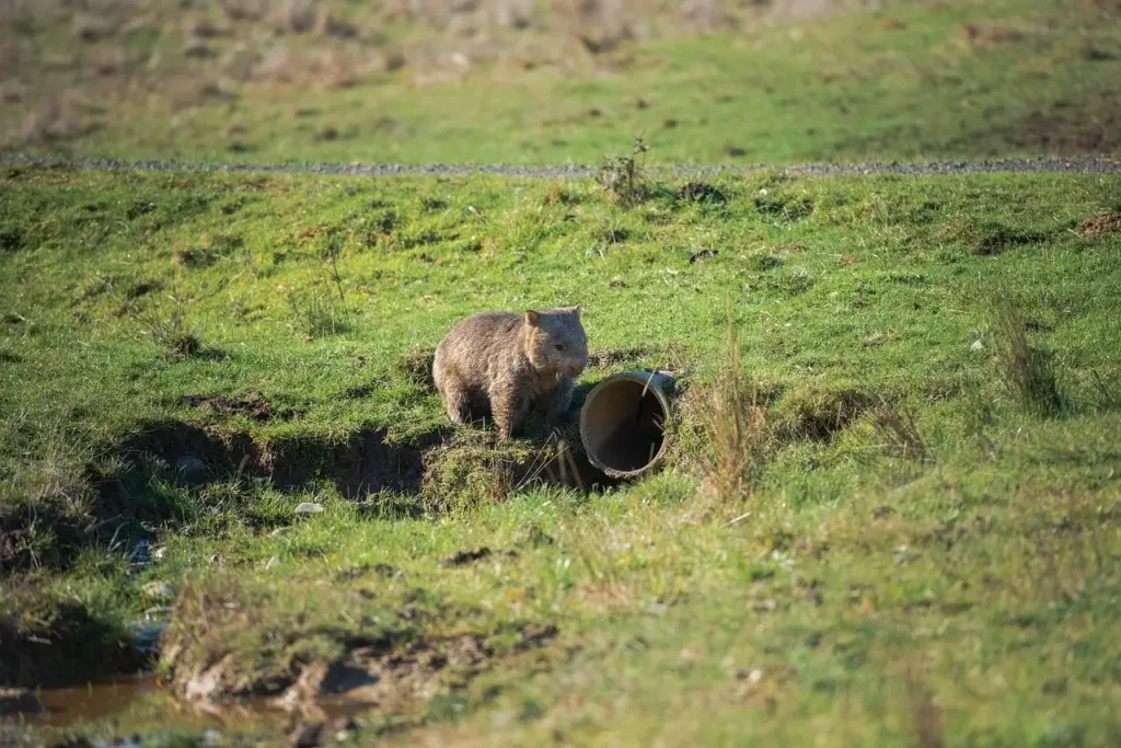 Jak wombaty przetrwają w suchych klimatach? Sprawdź!