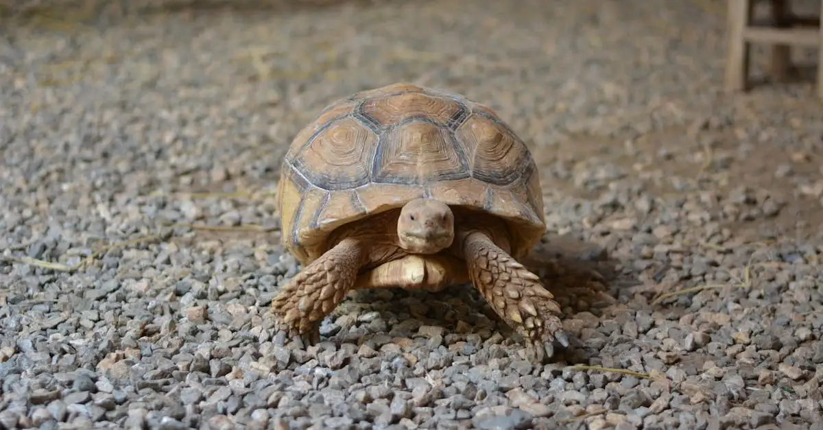 Jak żółw galapagowski zmienia skorupę w swoim środowisku?