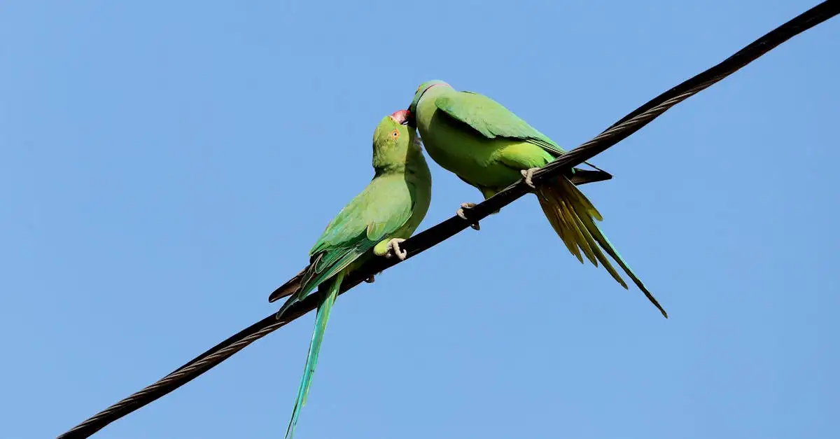 Jakie ptaki zachwycają swoimi tańcami godowymi?