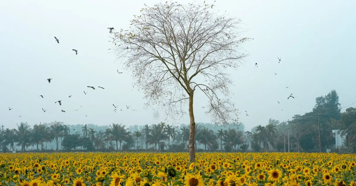 Jakie ptaki wspierają rolnictwo i uprawy?