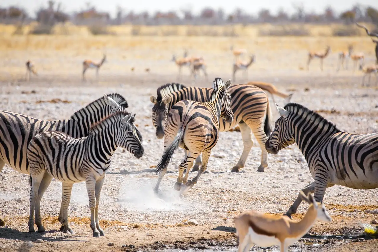 Co sprawia, że Park Narodowy Etosha w Namibii jest wyjątkowy?