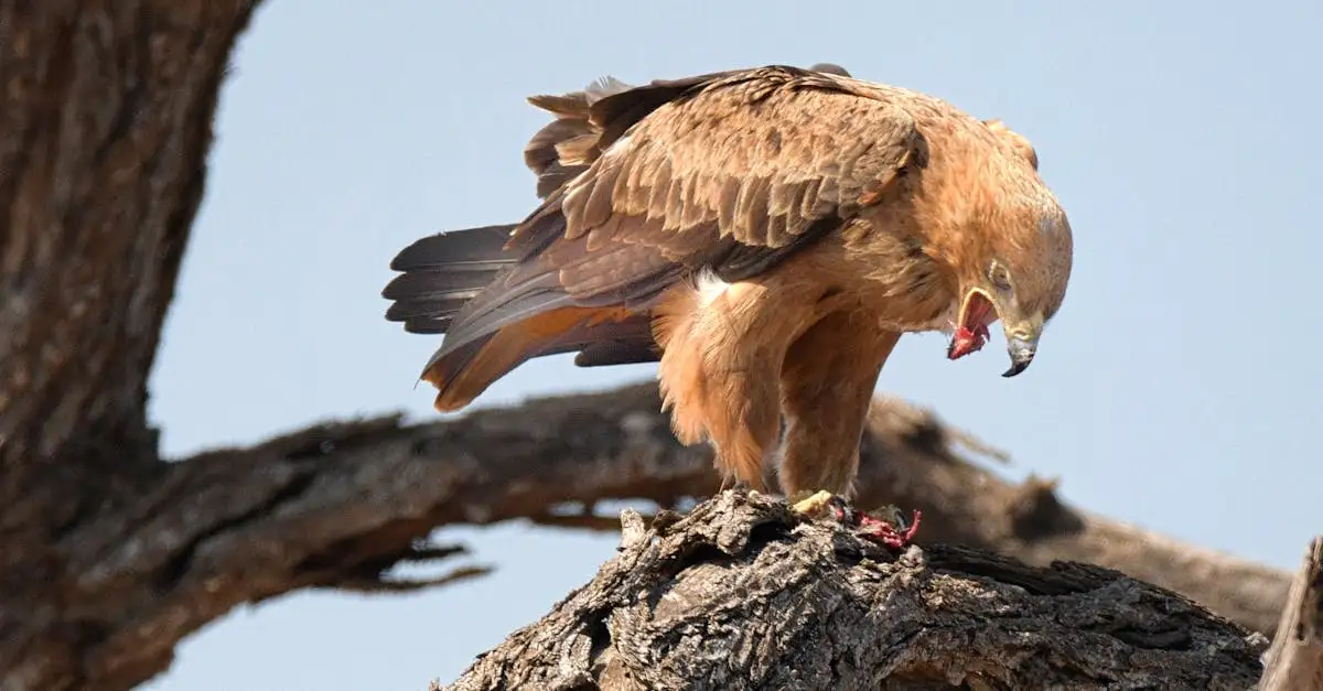 Dlaczego orły i sokoły są najlepszymi myśliwymi?