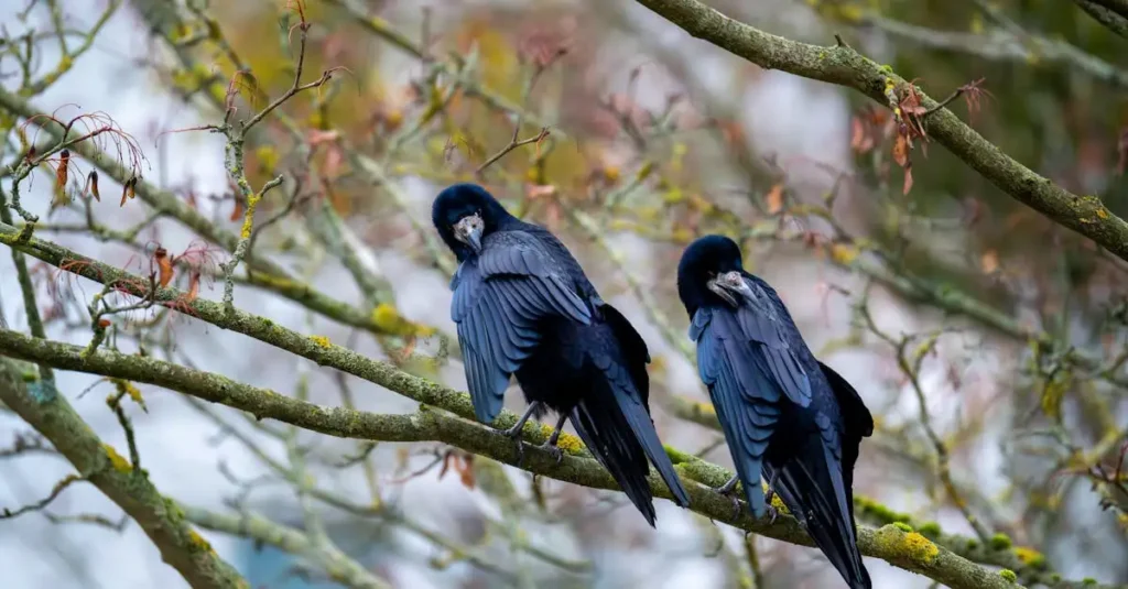 Jaką rolę odgrywał kruk w mitologii plemion NW?