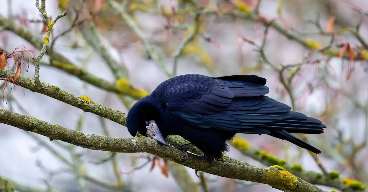 Jaką rolę odgrywał kruk w mitologii plemion NW?