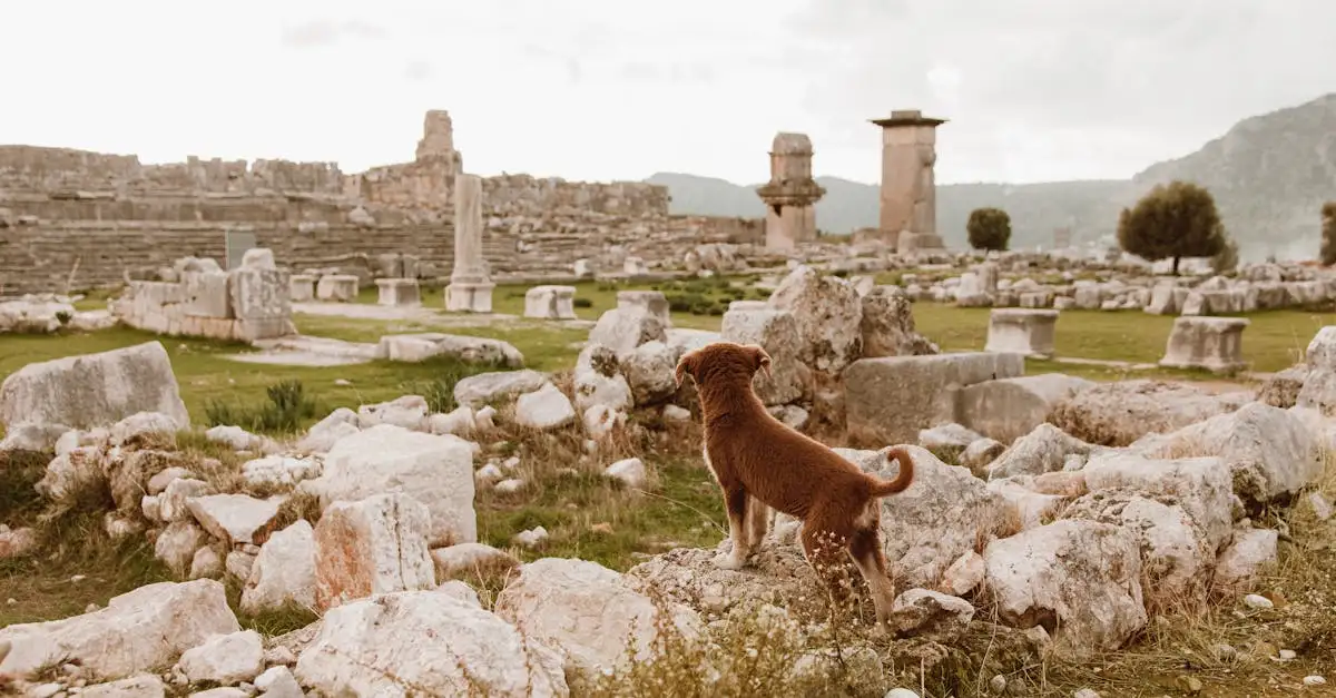 Jakie są najstarsze rasy psów na świecie? Sprawdź!