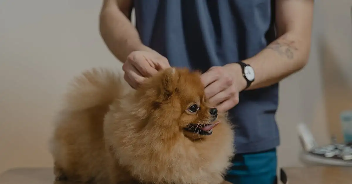 Jak długo żyje pies rasy pomeranian? Sprawdź!