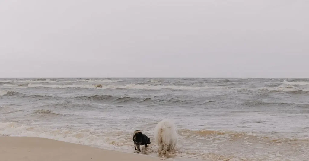 Jaki pies pasuje do Twojego znaku zodiaku? Sprawdź!