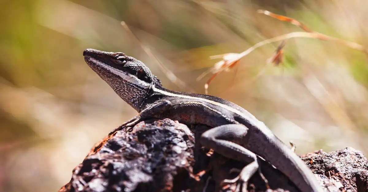 Jakie zwierzęta zdobią australijskie monety?