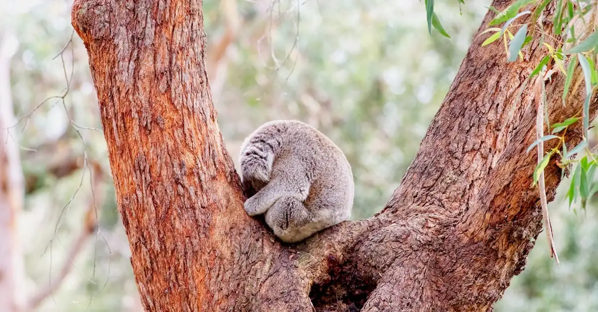 Jakie zwierzęta zdobią australijskie monety?