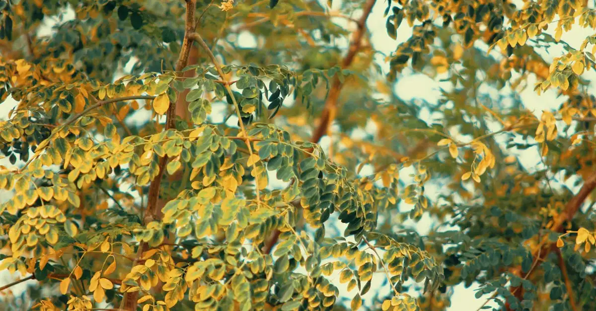 Na co pomaga moringa? Odkryj jej zdrowotne właściwości!