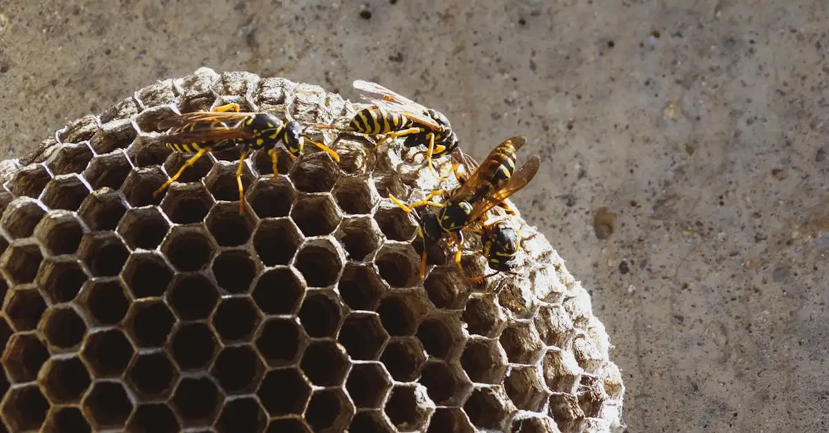 Na co są dobre osy? Poznaj ich rolę w ekosystemie!