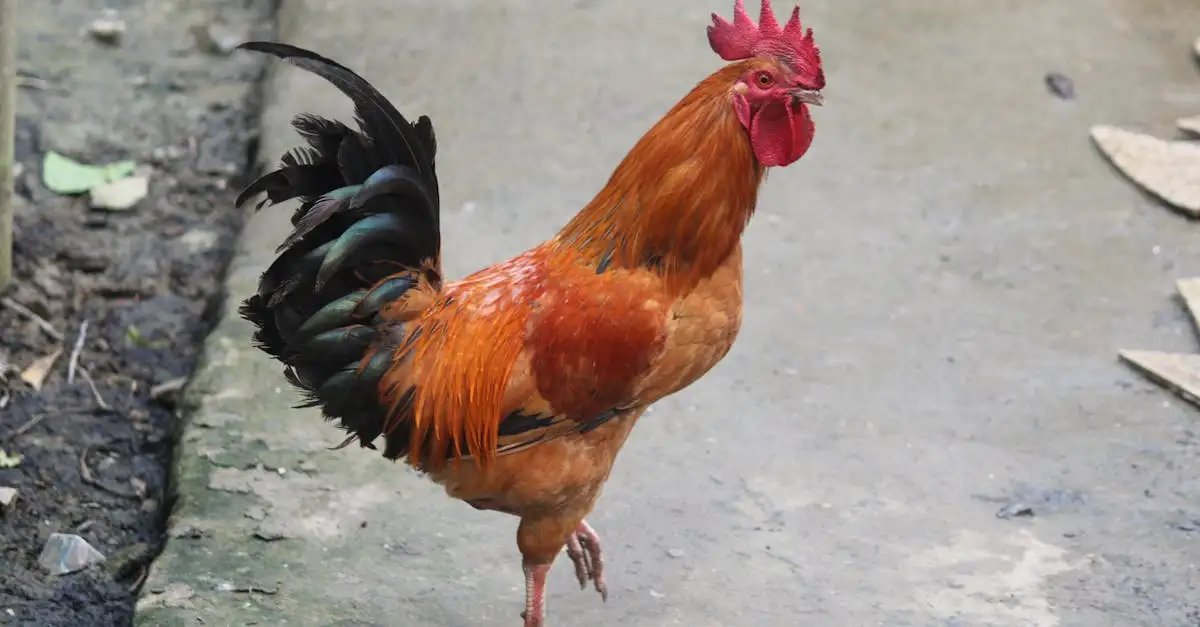 Dlaczego kura przeszła przez drogę? Odkryj odpowiedź!