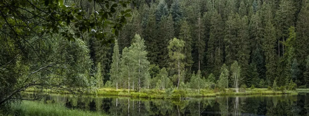 Gdzie w Schwarzwaldzie w Niemczech warto chodzić po lasach?