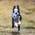 Która rasa psa najlepiej do Ciebie pasuje? Sprawdź!