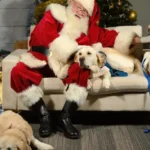 Jakie rasy psów są najlepsze jako psy pomocnicze?